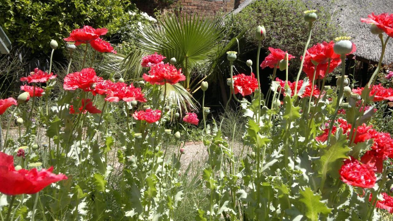 Agterplaas Guesthouse Pty Ltd Johannesburg Bagian luar foto