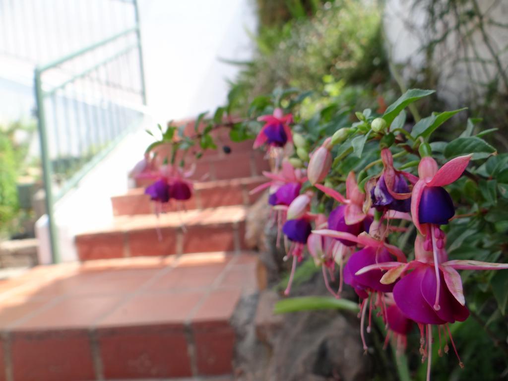 Agterplaas Guesthouse Pty Ltd Johannesburg Bagian luar foto
