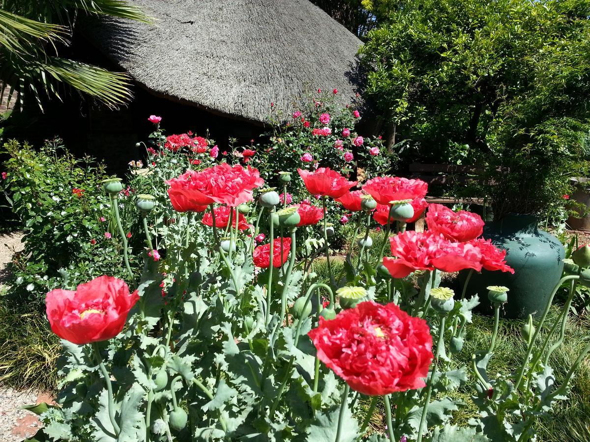 Agterplaas Guesthouse Pty Ltd Johannesburg Bagian luar foto