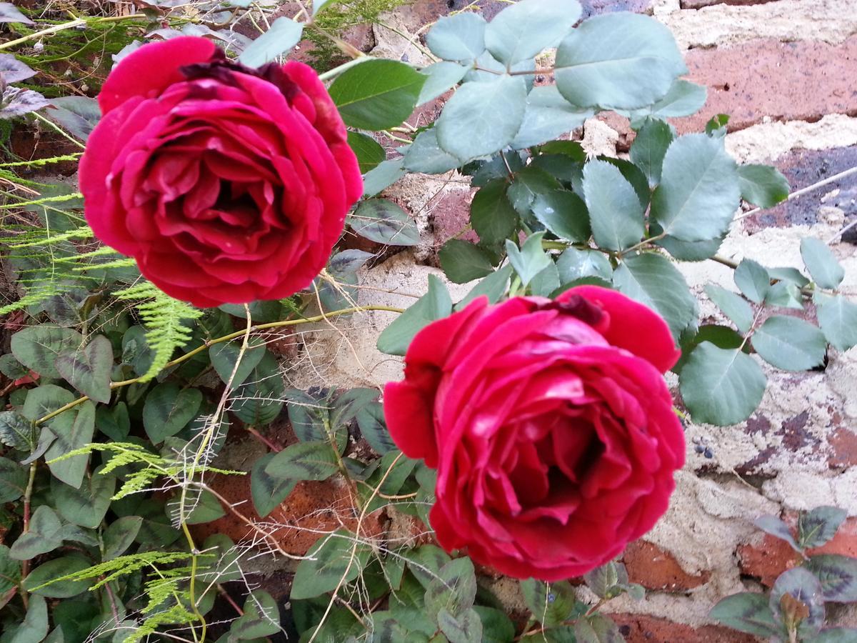 Agterplaas Guesthouse Pty Ltd Johannesburg Bagian luar foto